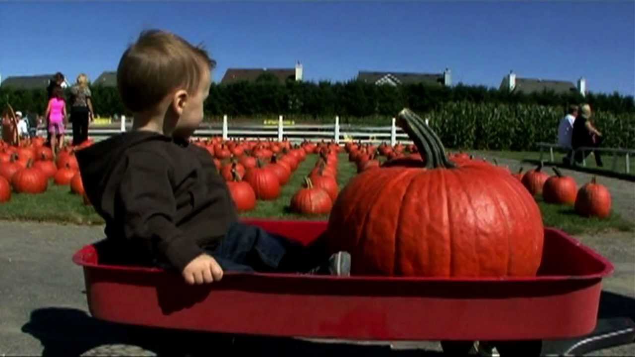 Pumpkin picking at the long island pumpkin farm - enjoy pumpkin patches in long island
