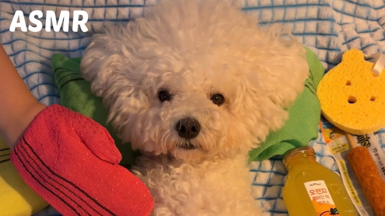 몰래 강아지 때미는 모습 엿보기🫧🧼 ASMR🐶