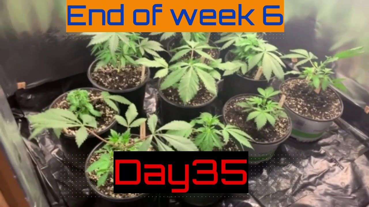 Trimming Fan Leafs In Veg