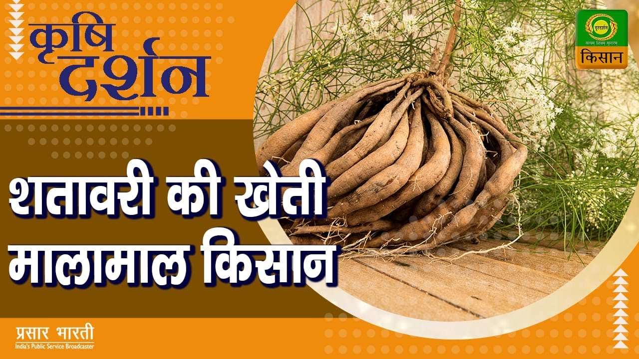 कृषि दर्शन : शतावरी की खेती मालामाल किसान  | Krishi Darshan | May. 02, 2022