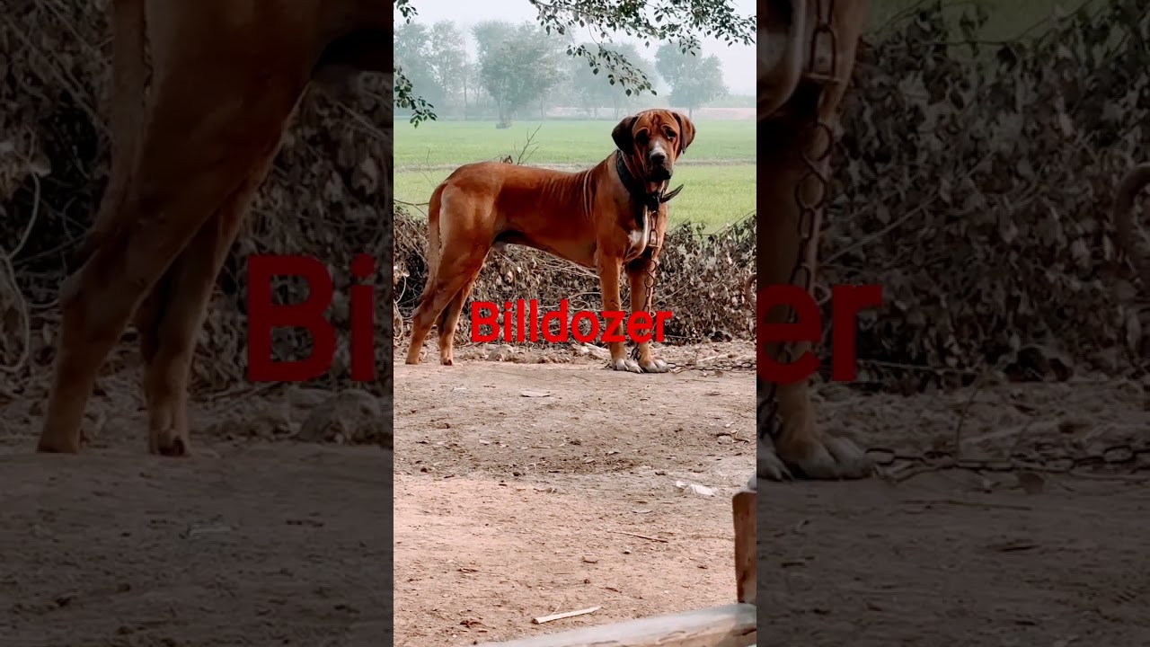 Dog name Billdozer....28.....07.......2025..