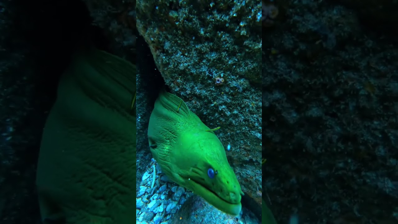 Diving at Brazilian Laje de santos