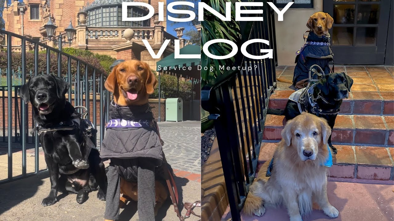 First Disney Days in 2025 | Multiple Service Dogs