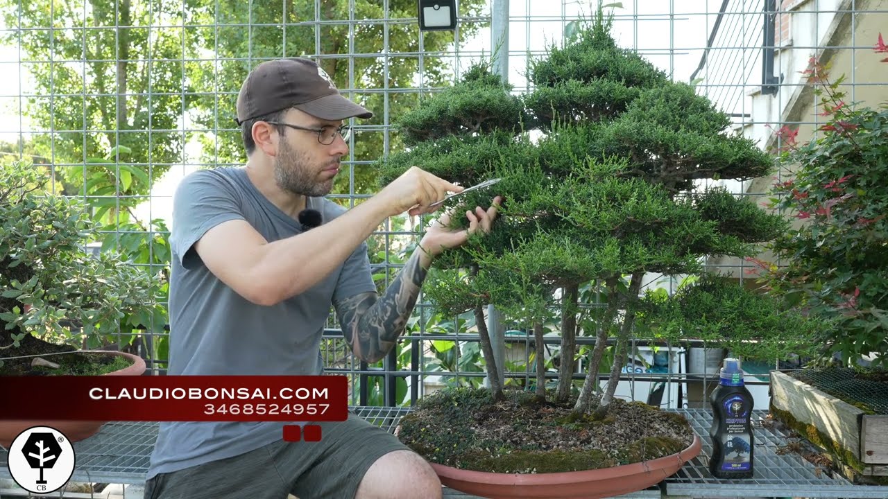 COME SI PINZANO I CIPRESSI BONSAI