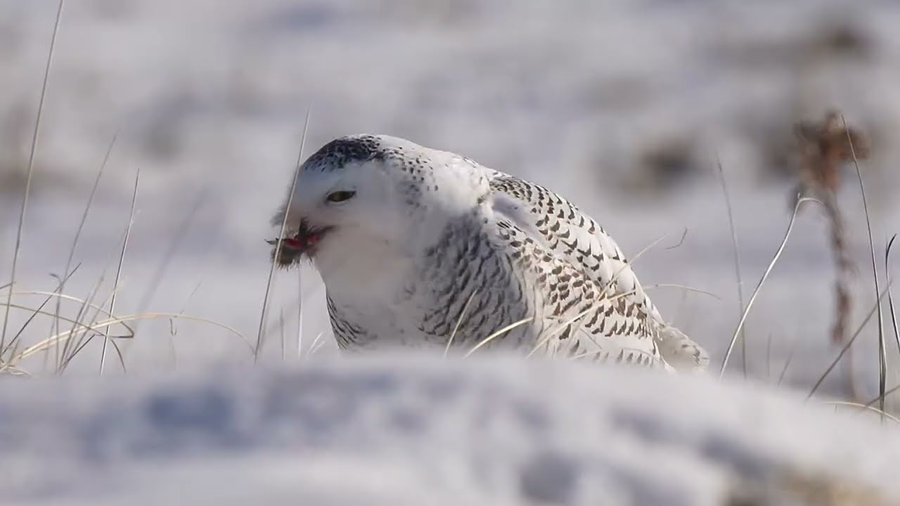 Snowy Owl Claiming Rabbit Kill Part 2 of 2