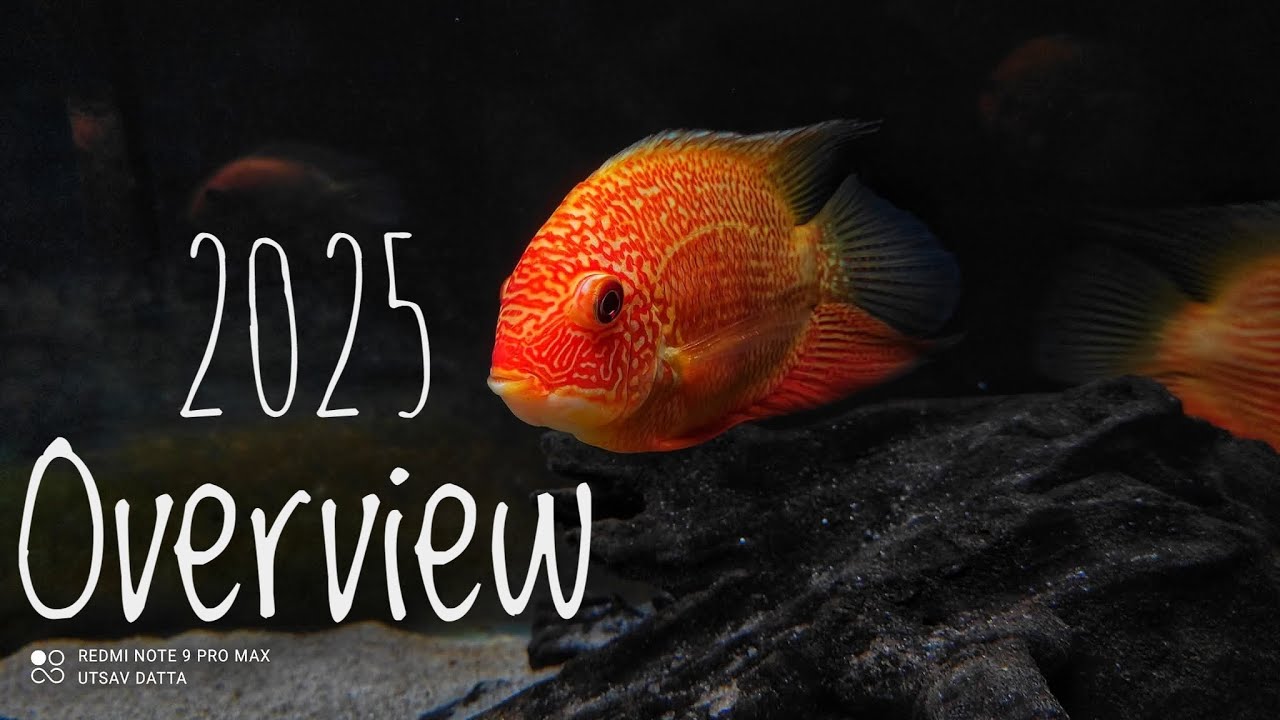 Fishes I have kept over the years 