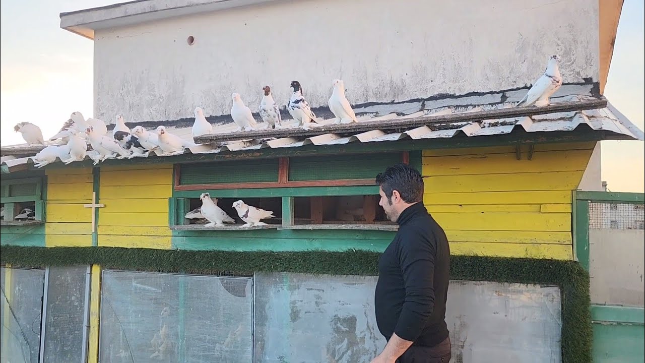 Paolo Kaceri, kultivuesi i pëllumbave të Shkodrës