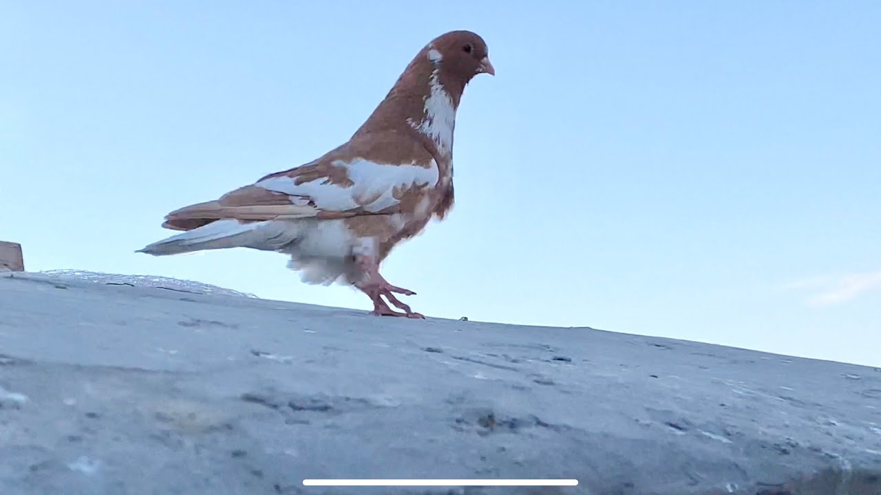 نفتح الباب على الحمام الجديدة وهربت😱