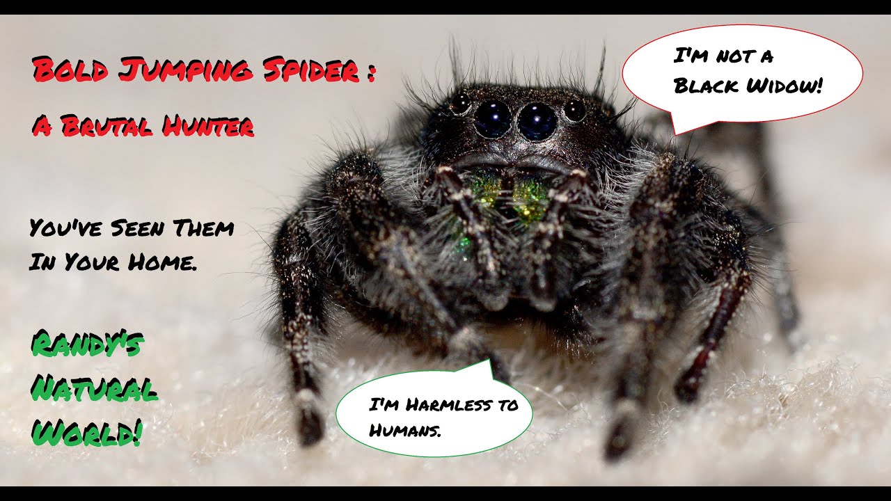 Bold Jumping Spider: A Brutal Hunter