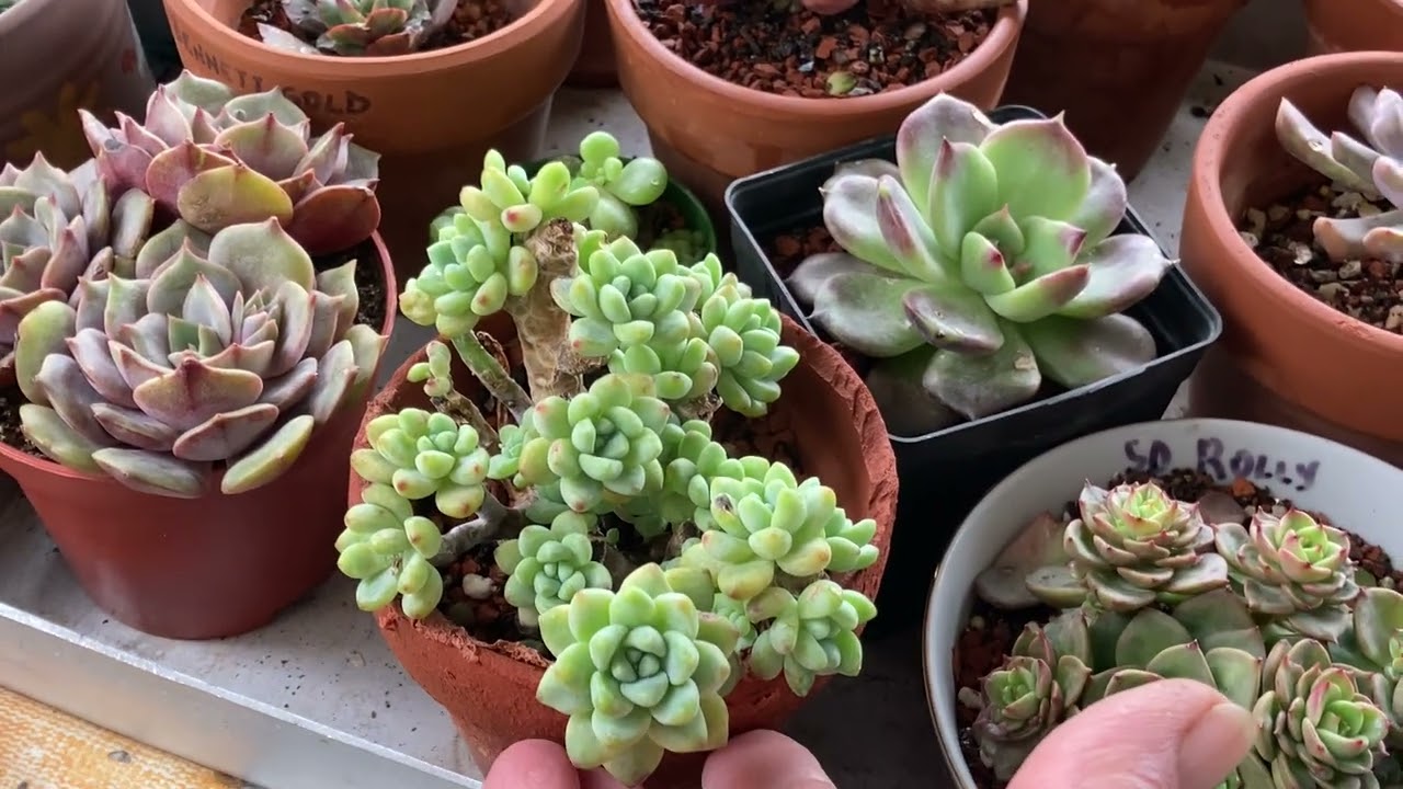 Balkonu temizledim🌸Yeni Düzenimi nasıl buldunuz 🌸 #vlog #vlogs #sukulent #aeonium #balkondekorasyonu