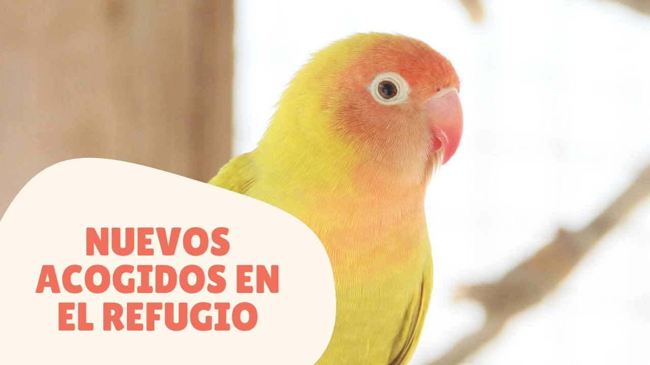 Nuevos acogidos en el refugio Avetropic | Agapornis, Yaco y Ninfa