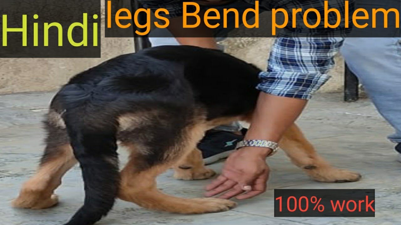 Solution Legs bend problem for dogs//dog care tips (Hindi)