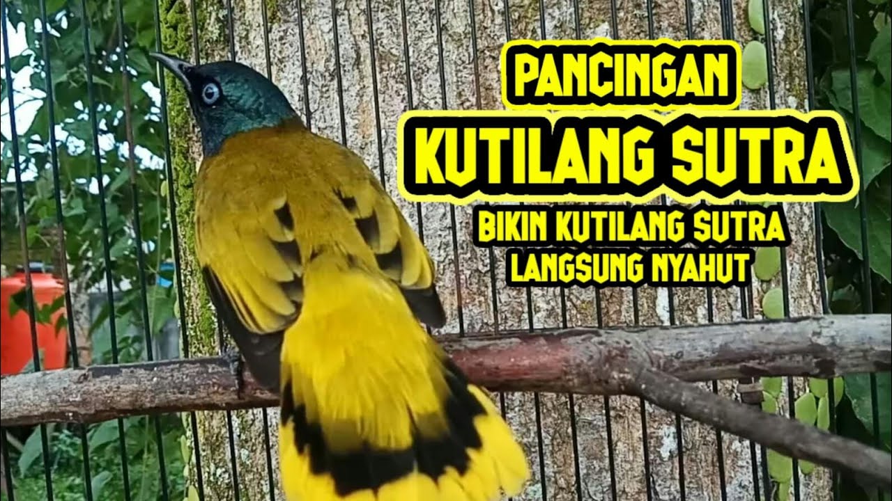 Pancingan Kutilang Sutra bikin kutilang lain langsung nyahut