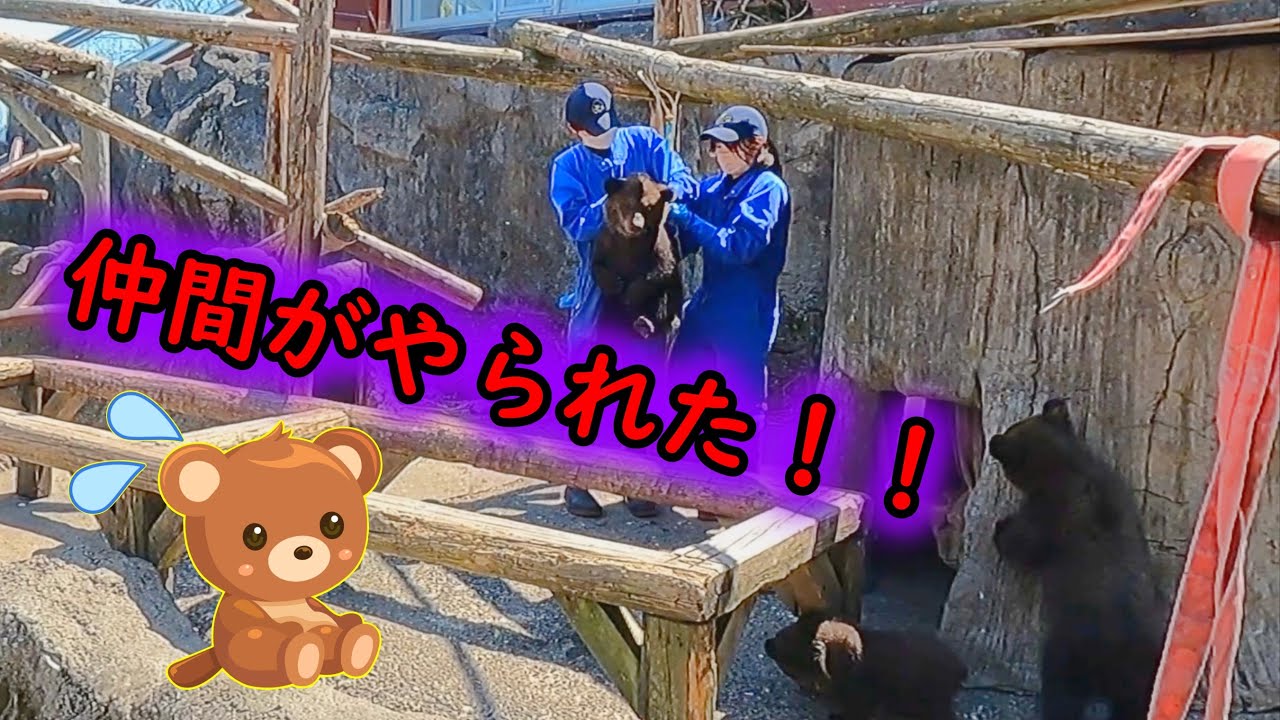 吊り下げられたヒグマの子熊が【テディベア率100%】！ cute real teddy bear 4K