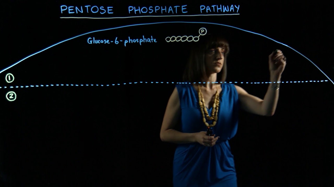 Pentose phosphate pathway light board video