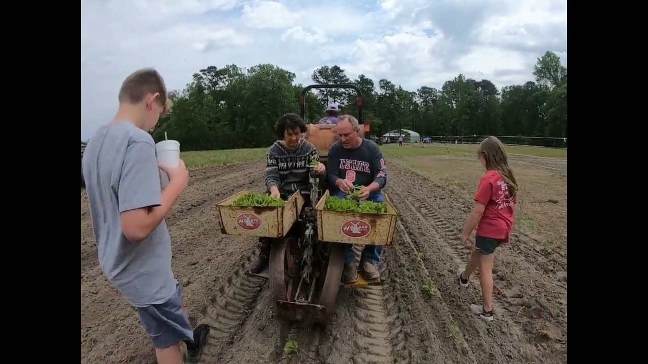 Setting tobacco with a Holland transplanter