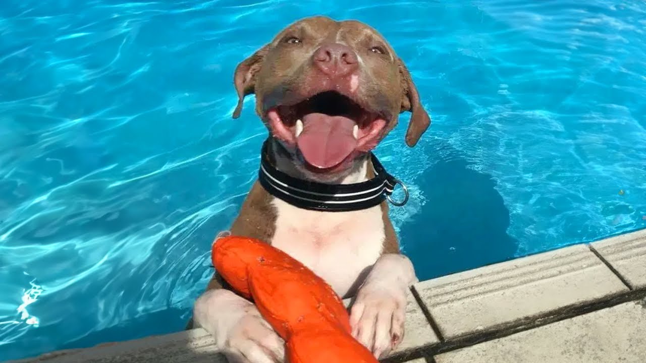Dogs vs Water 🤣 Funniest Dogs Playing with Water Compilation of 2024