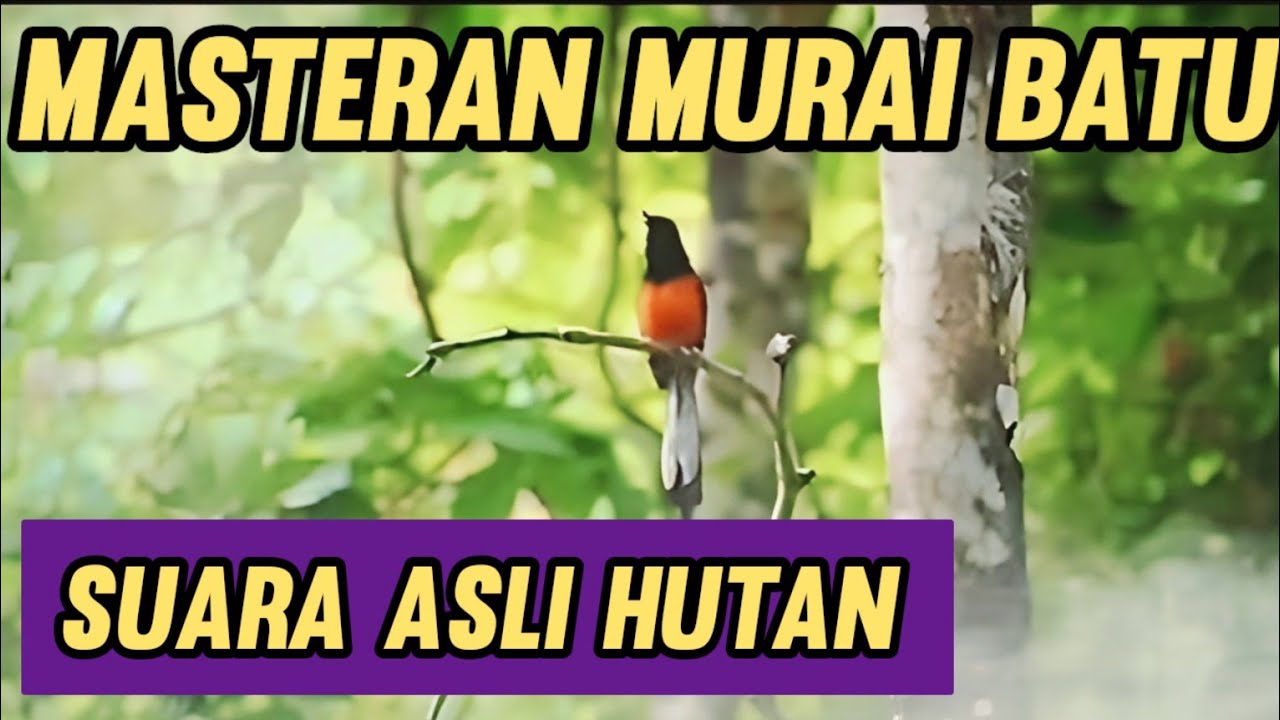 Masteran Murai Batu Suara Asli Hutan || Materi murai batu Hutan Suara Jernih !!