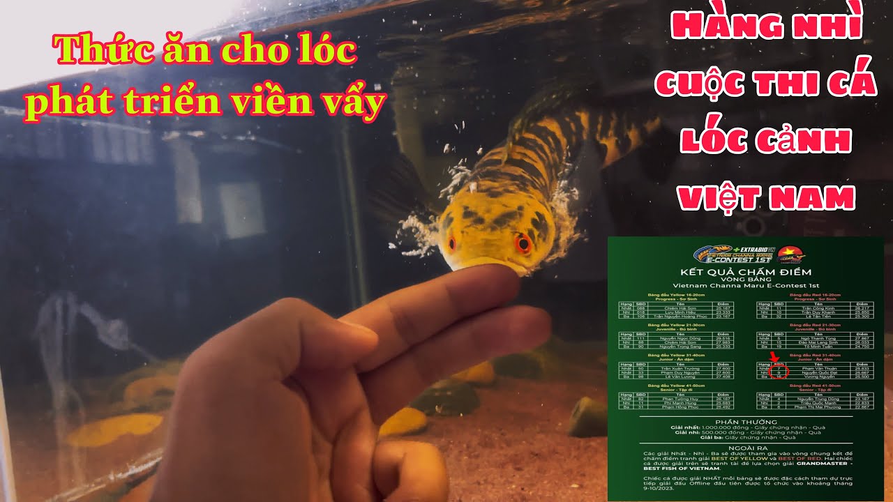 Mình đã trở lại rồi đây -: Thức ăn giúp lóc phát triển viền vẩy nhanh