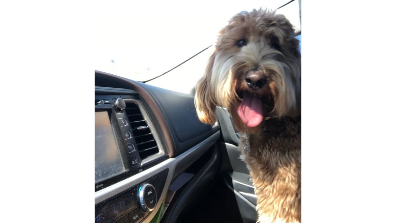 Labradoodle Tantrum #8 (Car Drive Edition)
