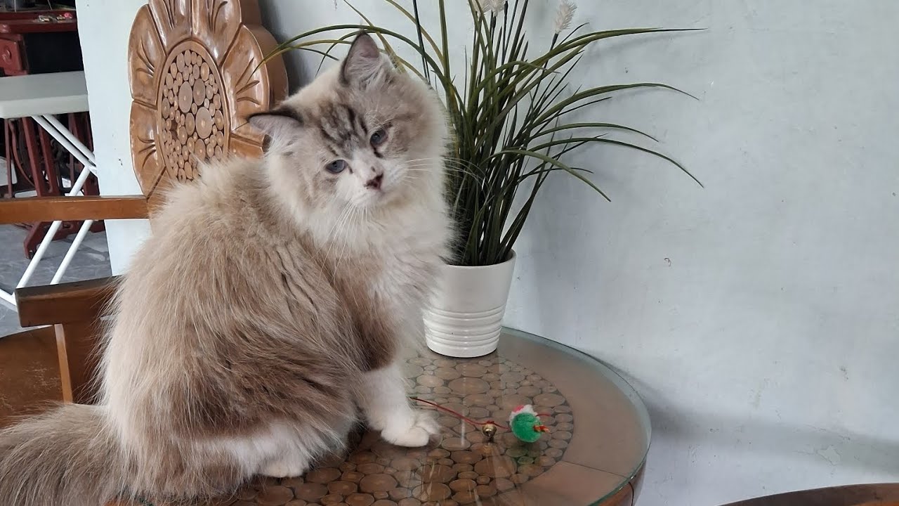 Milo suka gemess gigitin akar daun ternyata 😱😱