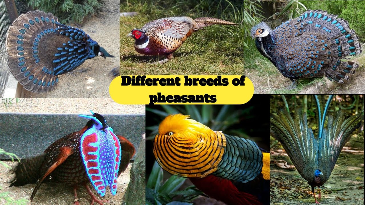 Pheasant breeds. Types of pheasants. Different breeds of pheasants #pheasant