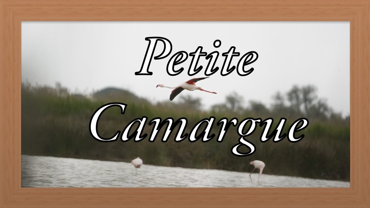 PETITE CAMARGUE