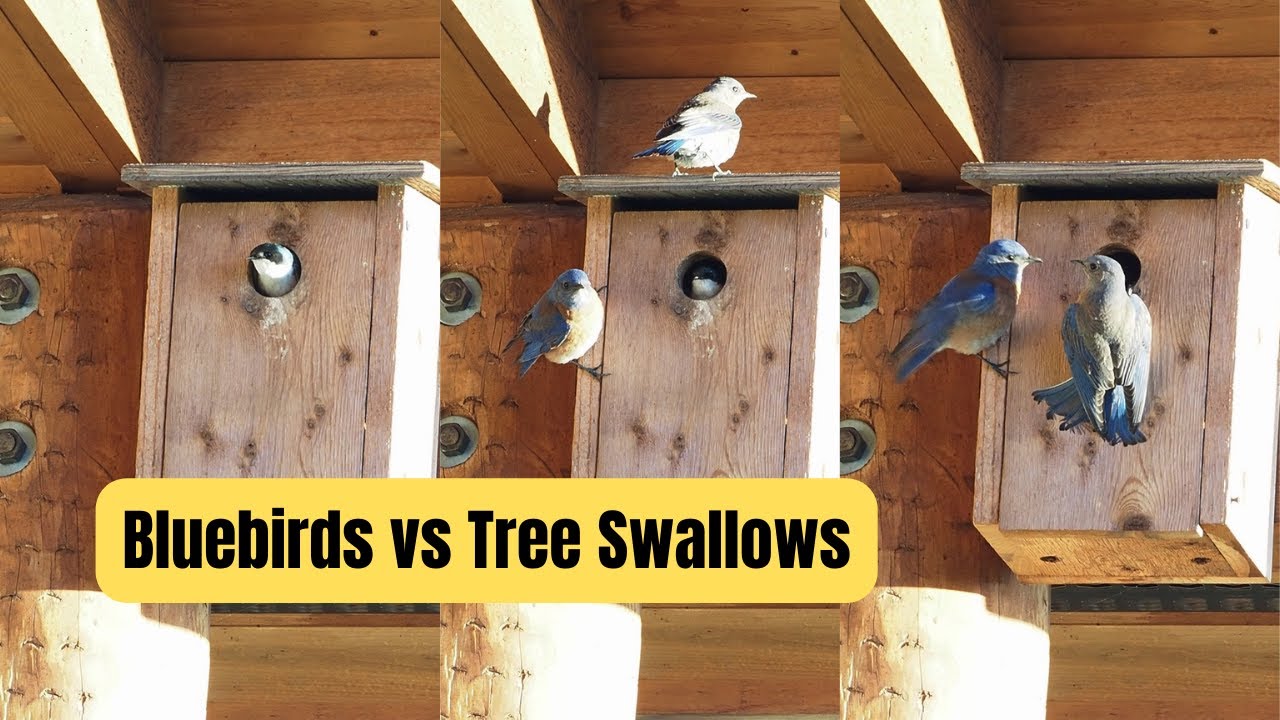 Can Tree Swallows Defend Their Nest?