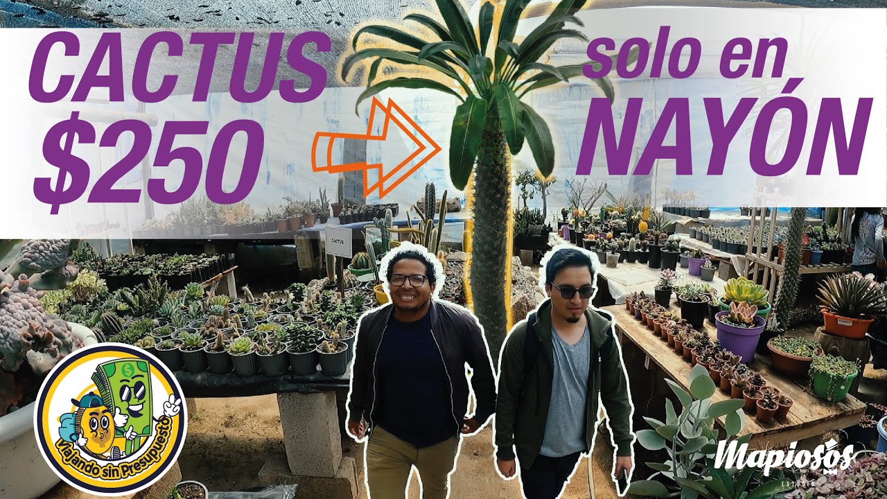 Cactus de $250 dólares lo sabías?