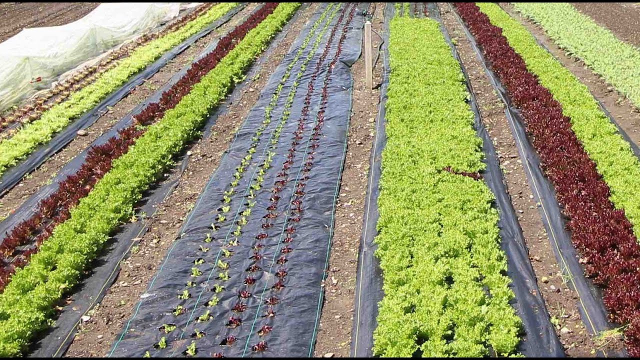 Ingenious Farm Hacks: How to Make Landscape Fabric Bed Covers