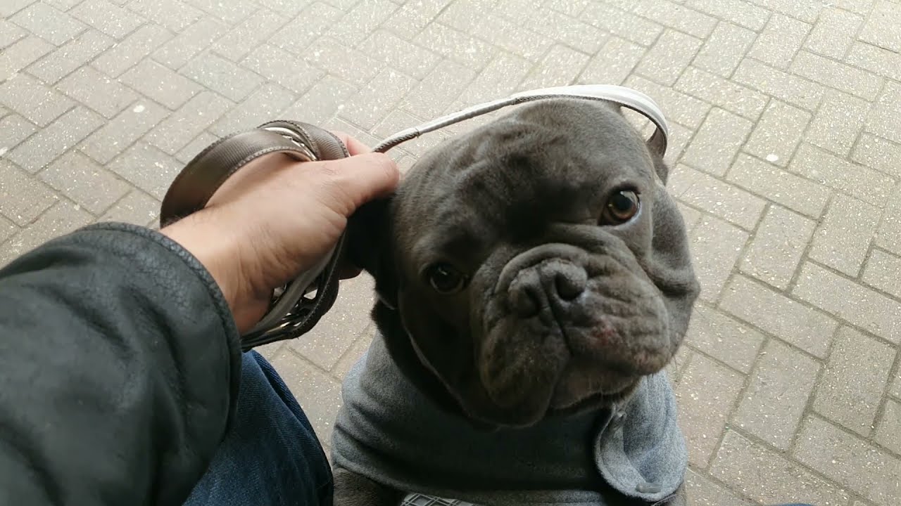 French Bulldog and I waste 6 Hours!