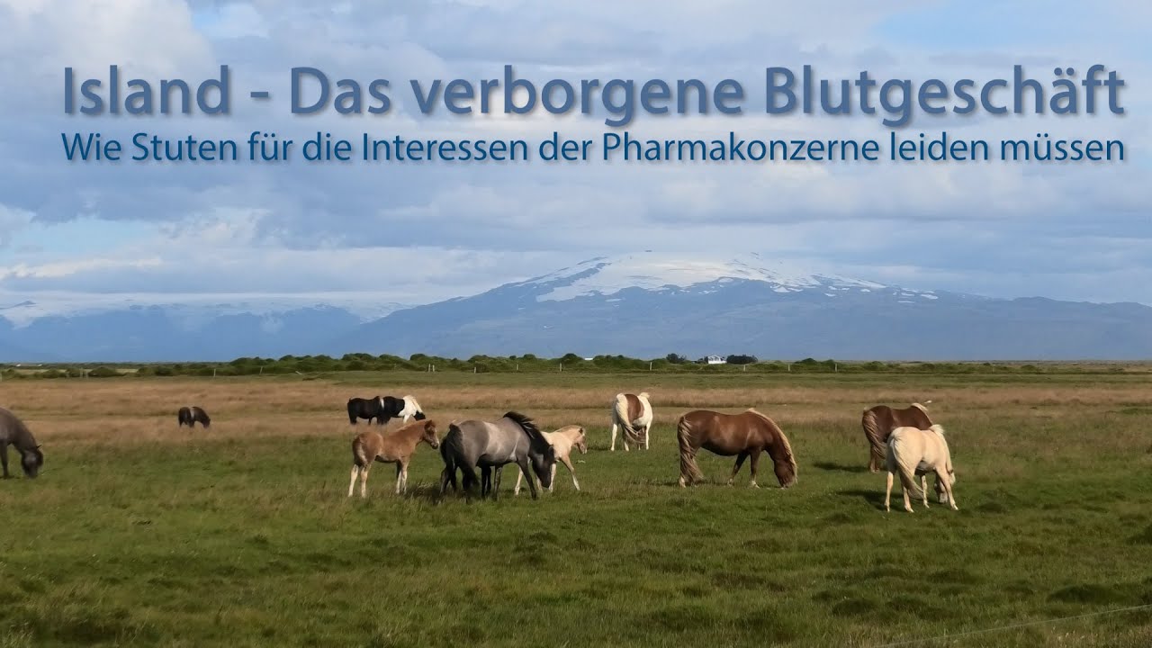 Island: Das verborgene Blutgeschäft