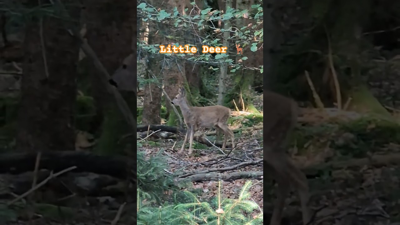 A small Deer Walkig In  The #forest  #nature #wildlife #deerlife  #naturelovers #wildanimals