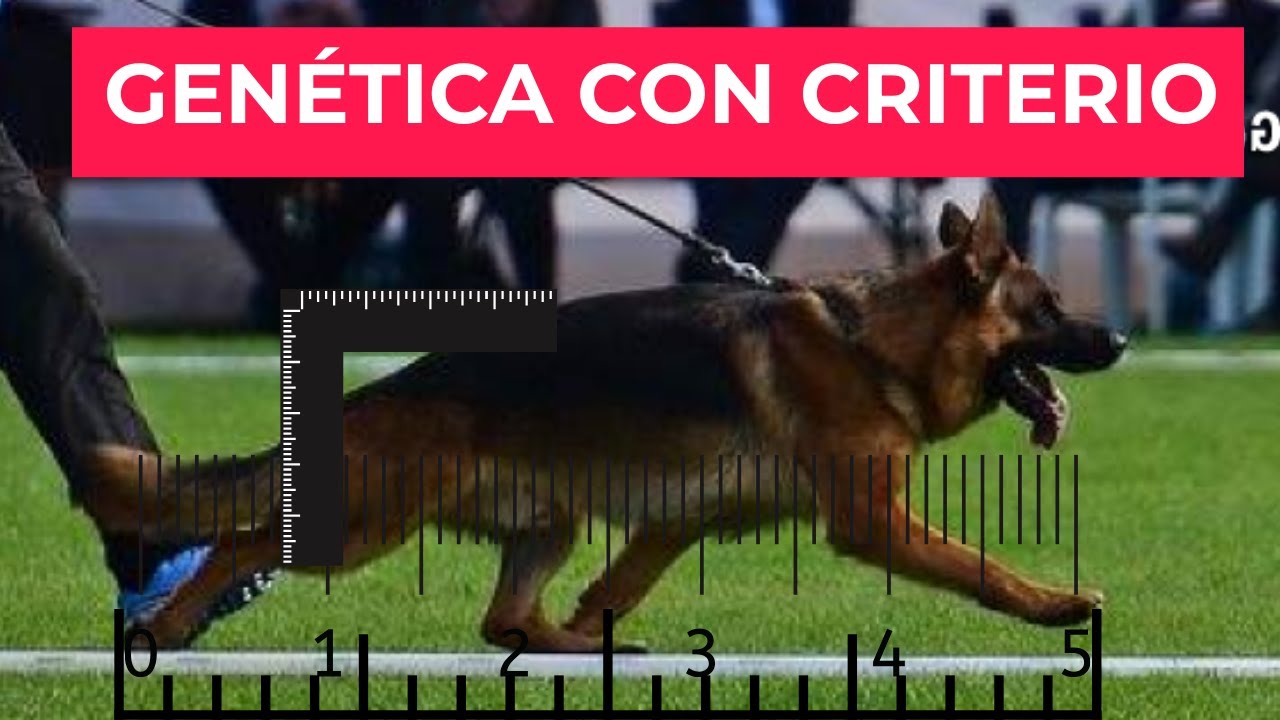 Genética en el Pastor Alemán: Tipo, Salud y Futuro del Linaje del Coto de Lobos 2026