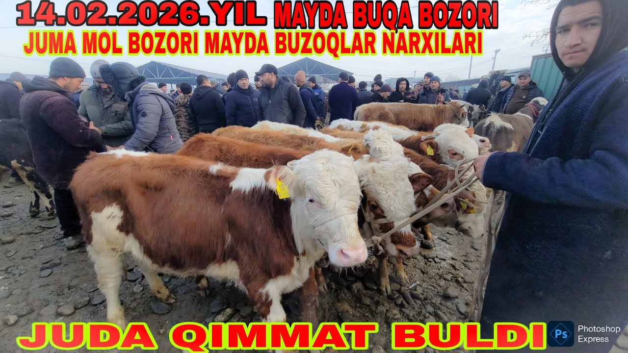 14.02.2026.YIL JUMA MAYDA BUZOQ BOZORI TEZ KURIG