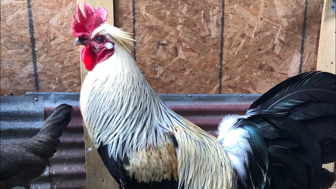 2021 breeding pen 1 - Flarry Eyed Grey Brood fowl