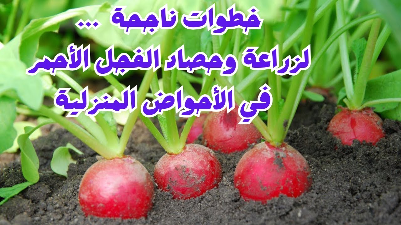 ⁨زراعة الفجل الأحمر في أحواض منزلية I خطوة بخطوة لحصاد أفضل المحاصيل