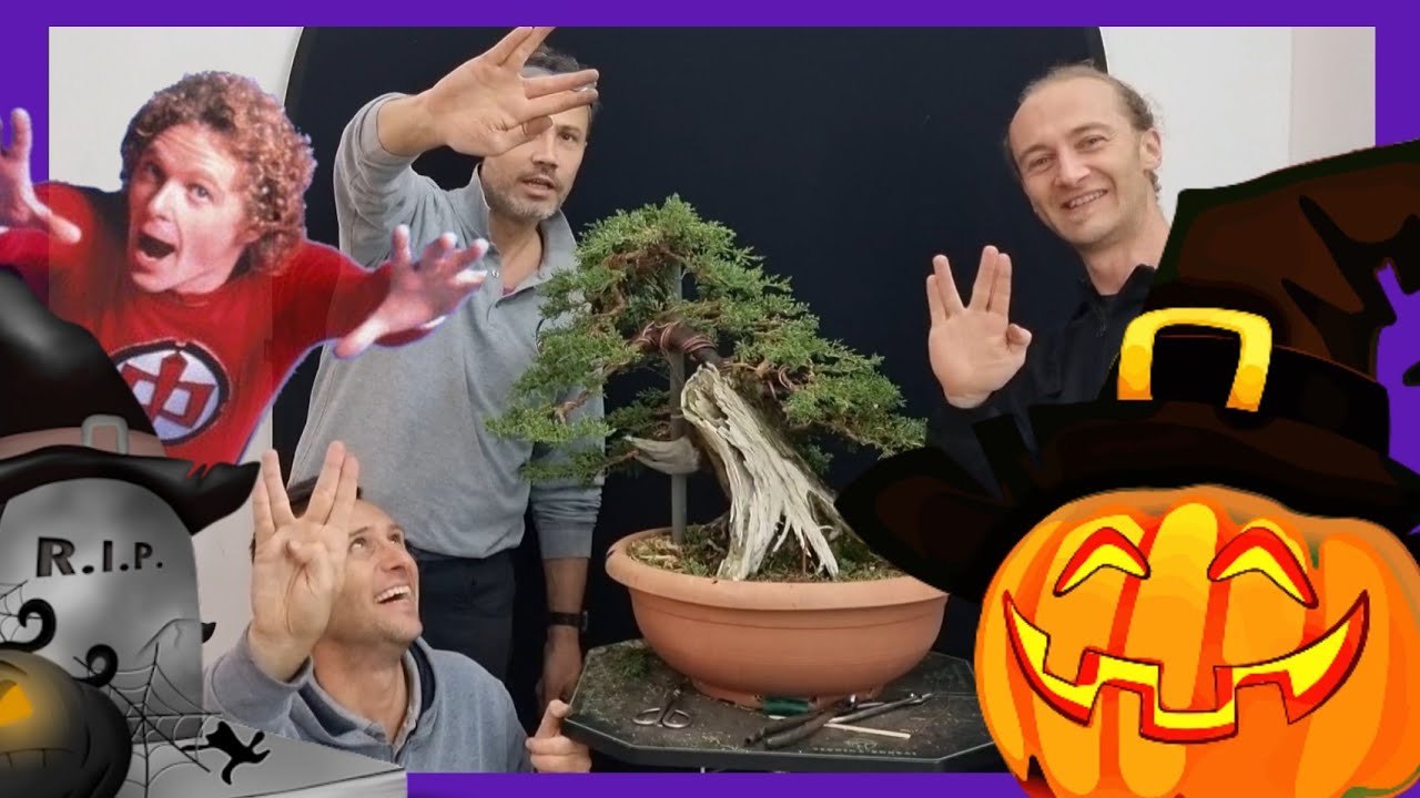 L'albero dei cimiteri! Un bonsai di cipresso da pauraaaaa!