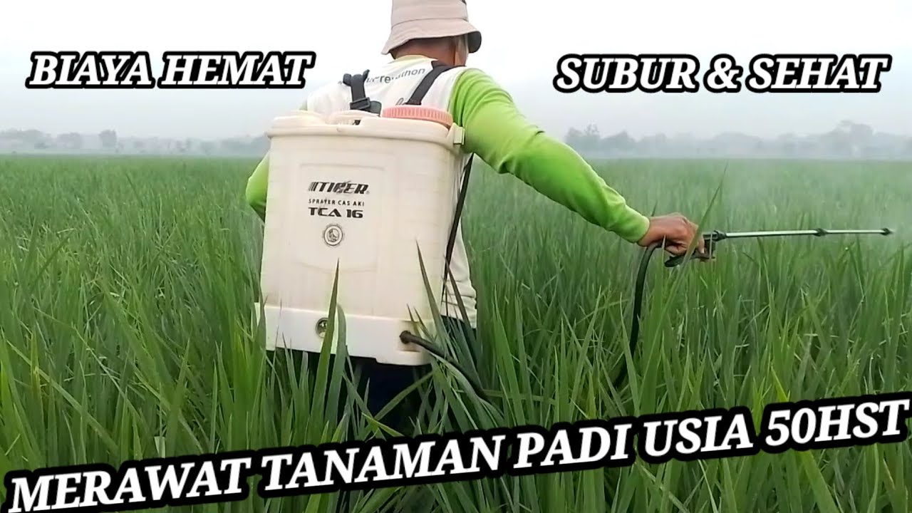 Cara mudah & murah merawat tanaman padi usia 50hst | Nativo 75wg