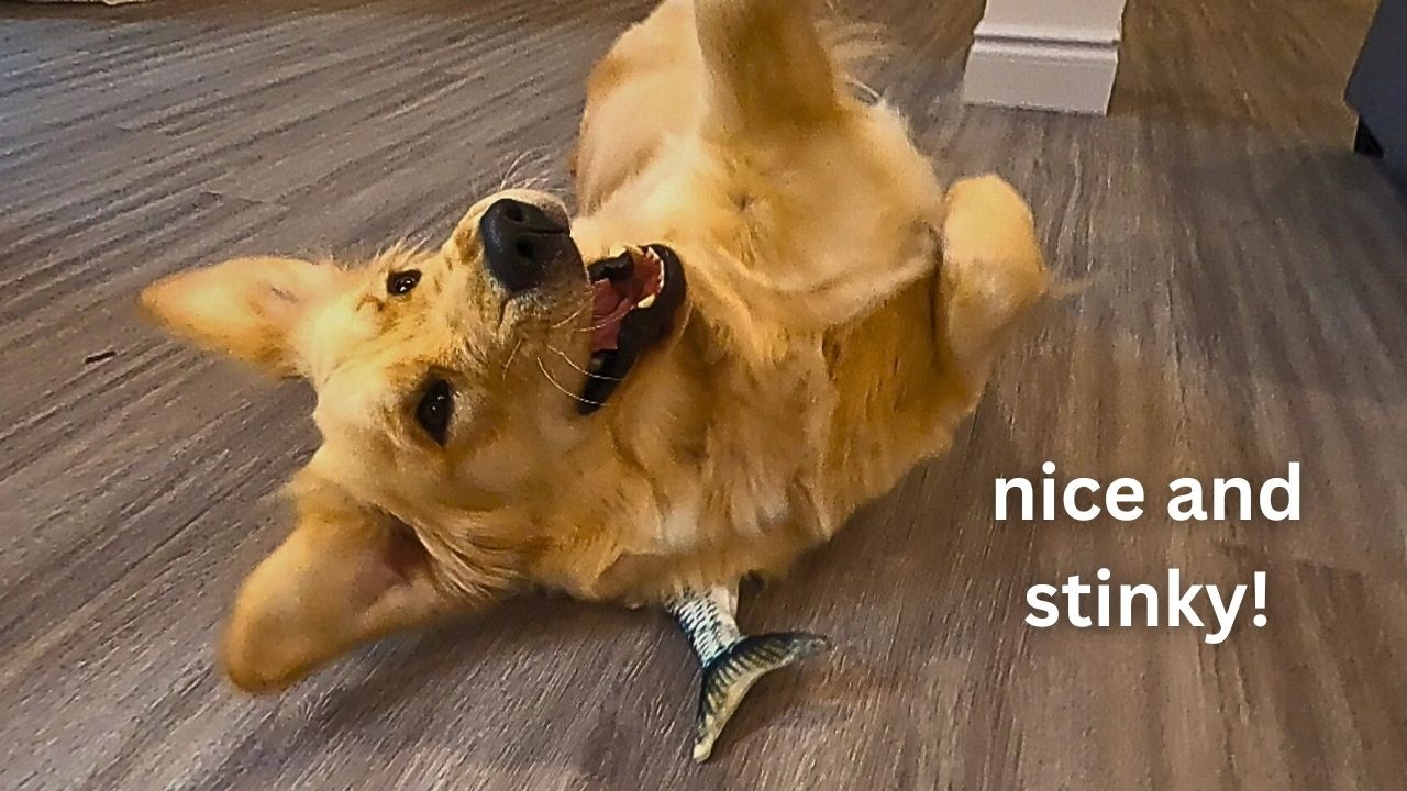 Golden Retriever VS Toy Fish