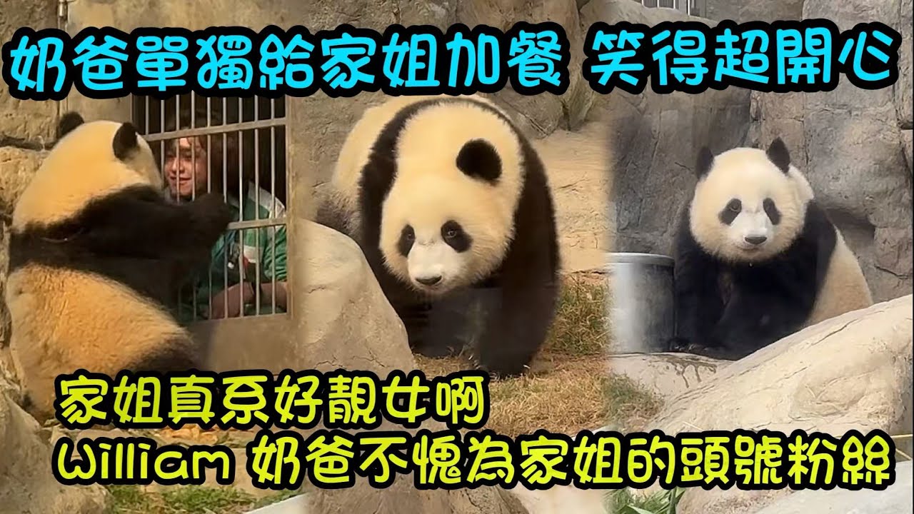 2月3日  William奶爸單獨給家姐加餐，笑的好開心好燦爛，臉都要笑爛喇，幸福的William奶爸😊#panda #大熊貓家姐細佬 #大熊貓加加得得