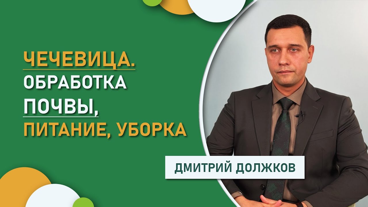 Чечевица. Обработка почвы, питание, уборка - опыт Дмитрия Должкова (Ростовская область)