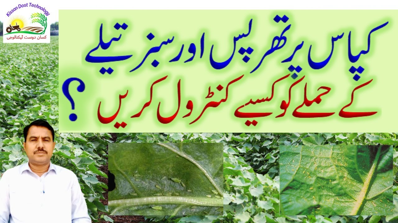 How to control trips and  jassids in cotton crop|کپاس کی فصل میں تھرپس اور سبز تیلے کیسے کنٹرول کریں