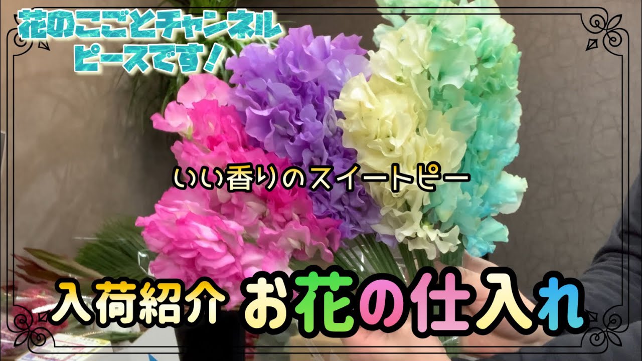 【花屋】入荷紹介です！昨日出す予定でしたが寝落ちしちゃった🤣スイートピーの日過ぎたけど飾ってね！#684