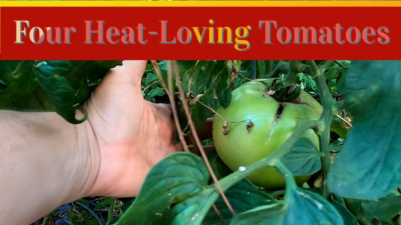 4 HEAT-LOVING tomato varieties!! | Southern Latitudes