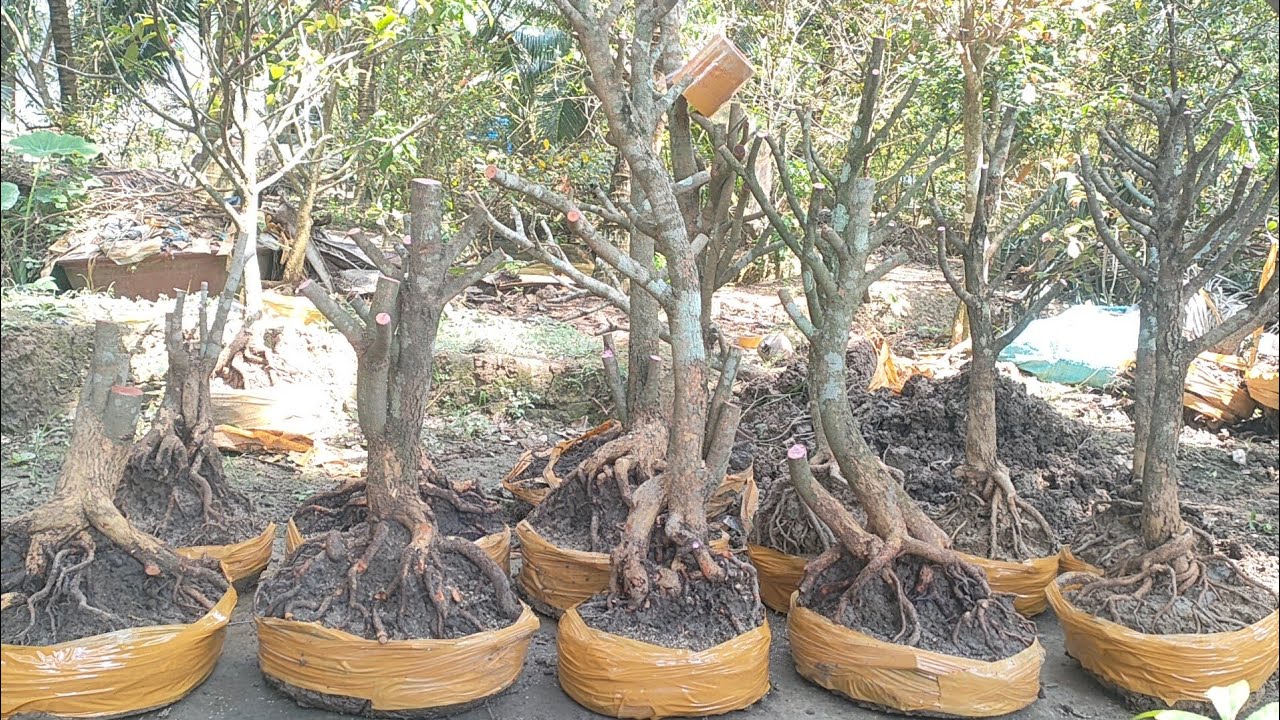 Phôi mai tứ quý ngày 3/3 liên hệ zalo 0974112414 đt 0336425620 lợi