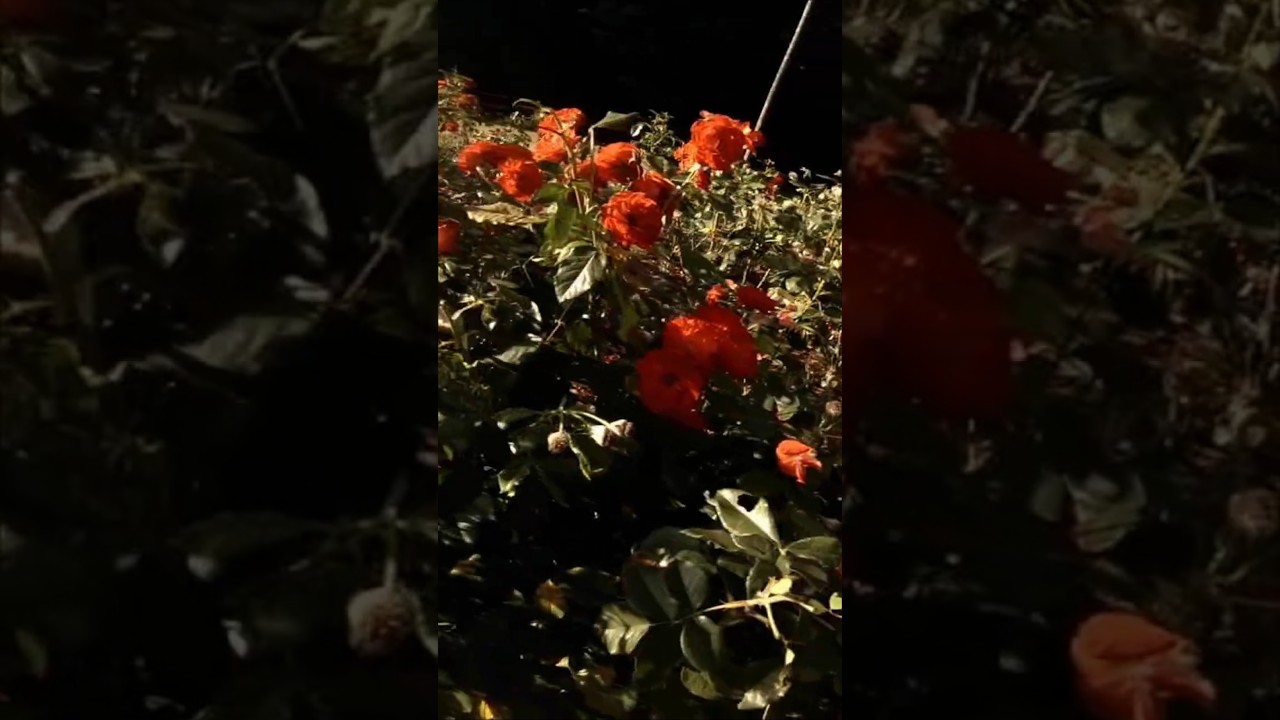 🌼🌻🌹🍀 U NAS ZA OKNEM WCIĄŻ ZIMA ALE 