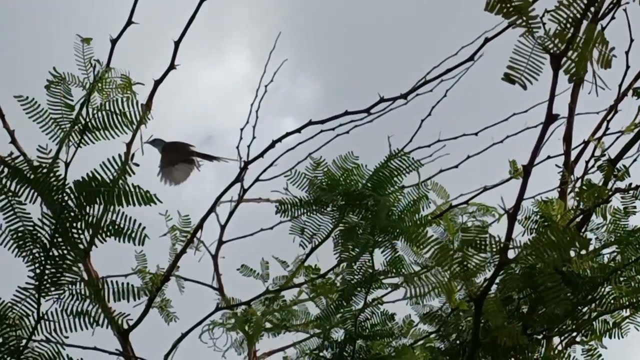 (Slow Motion) Bird flying