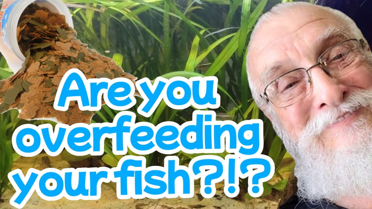 Food for Fish | 7 Rules for Feeding Your Fish