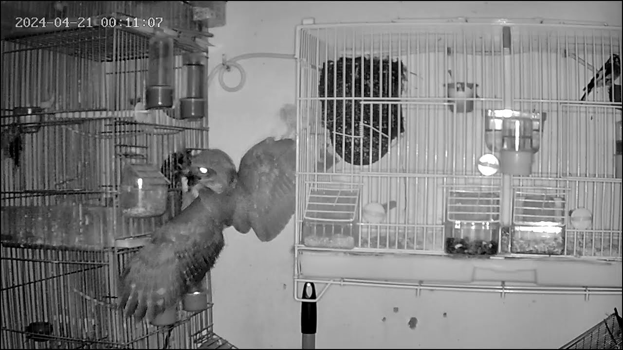 Barn owl eating my canary in aviary 
